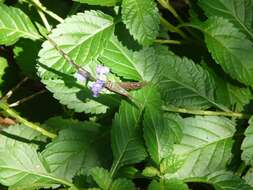 Image of Long-tailed Skipper