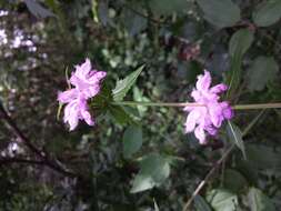 Image of tuberous Jerusalem sage