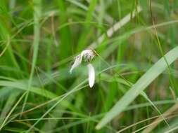 Image of slender cottongrass