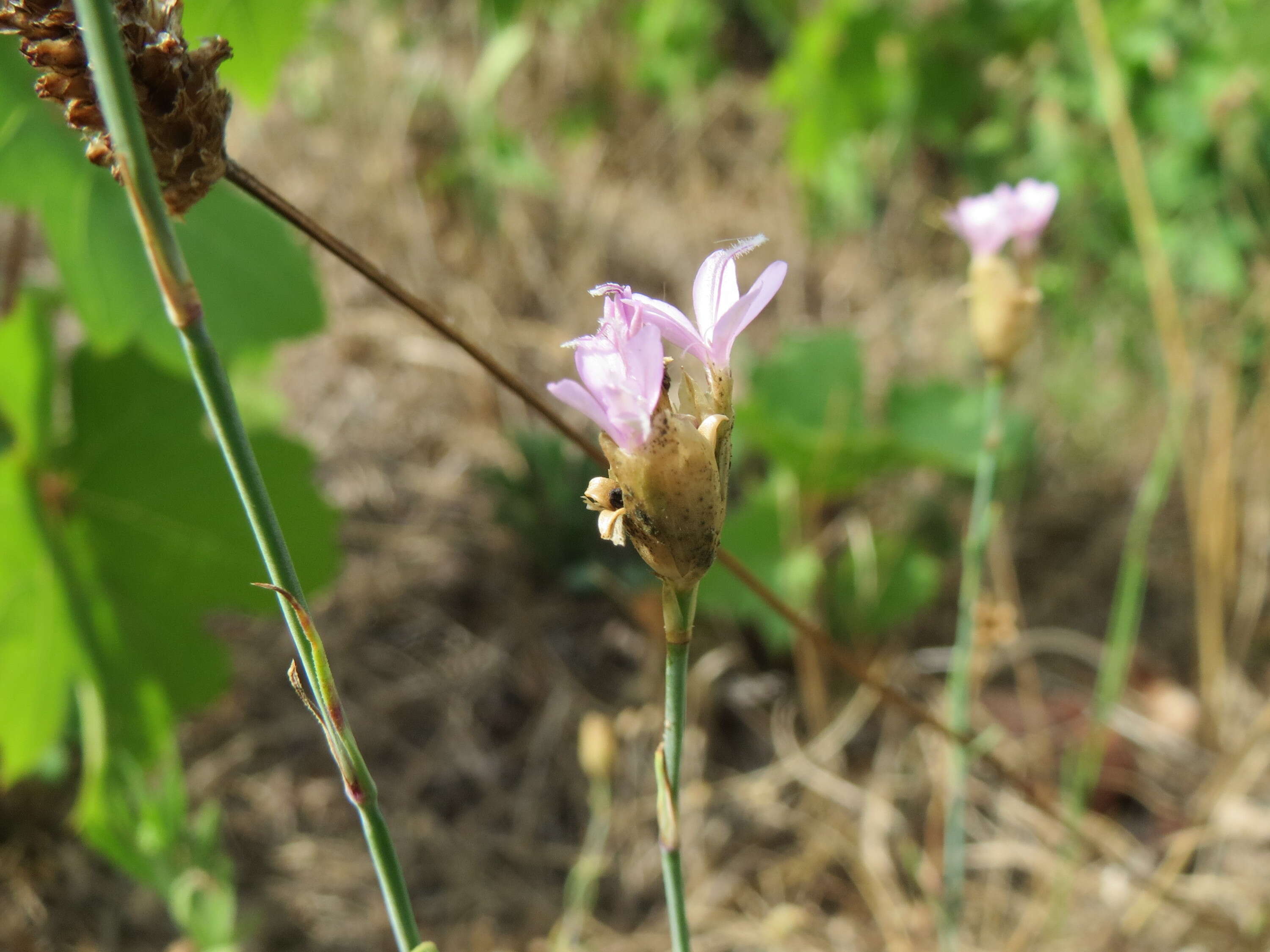 Image of Proliferous Pink