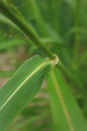 Image of Johnson grass