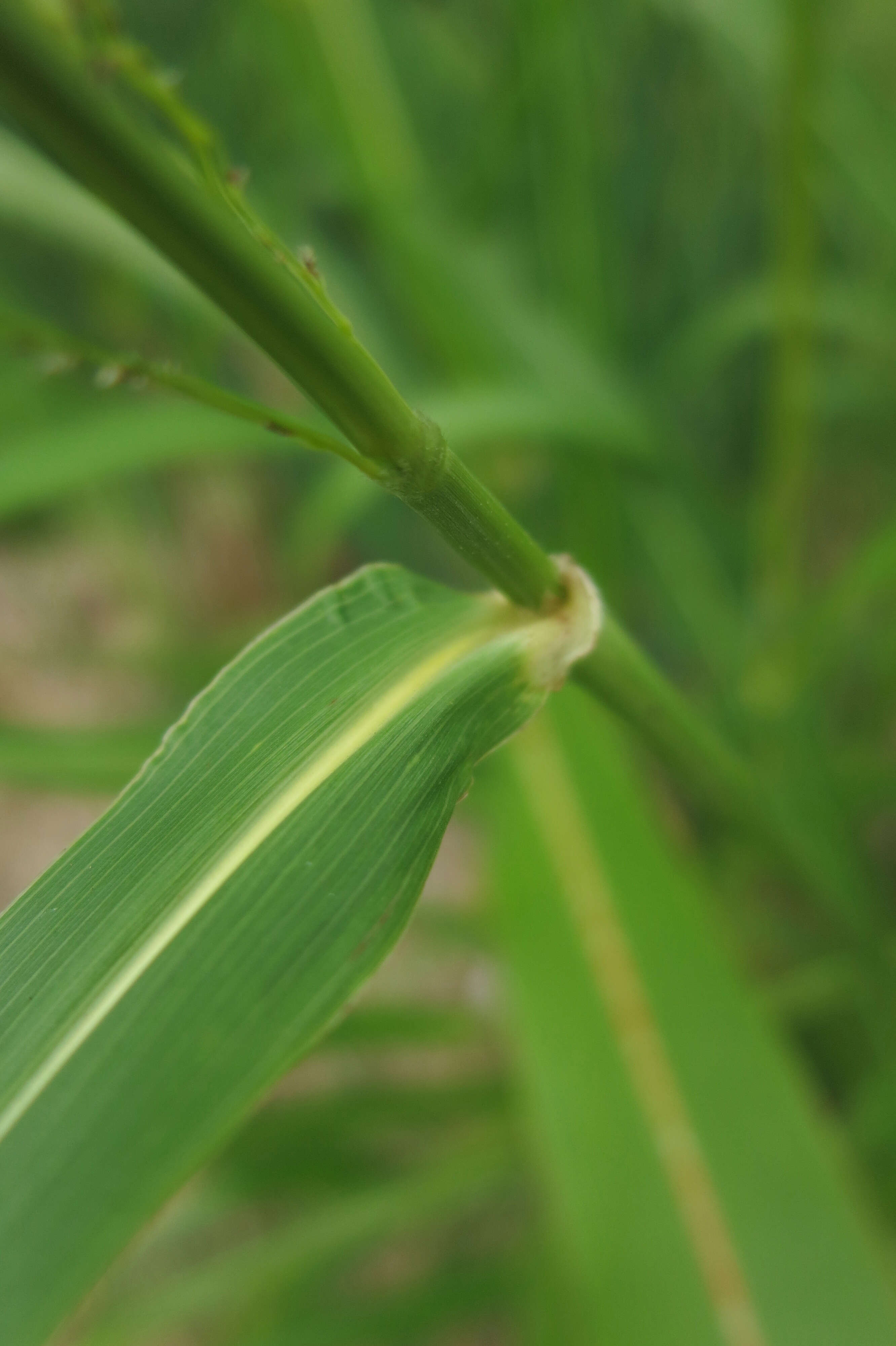 Image of Johnson grass