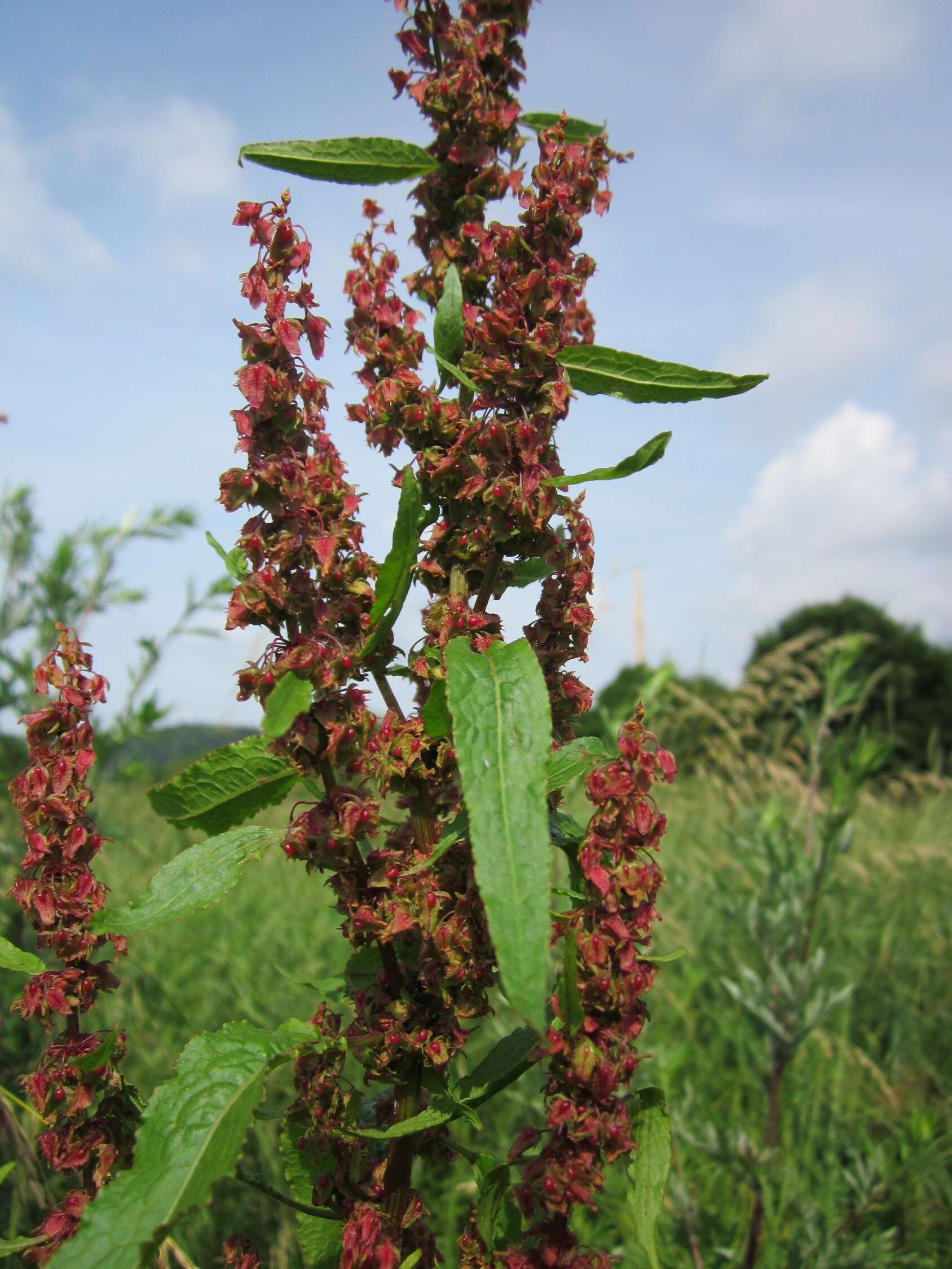 Imagem de Rumex obtusifolius L.