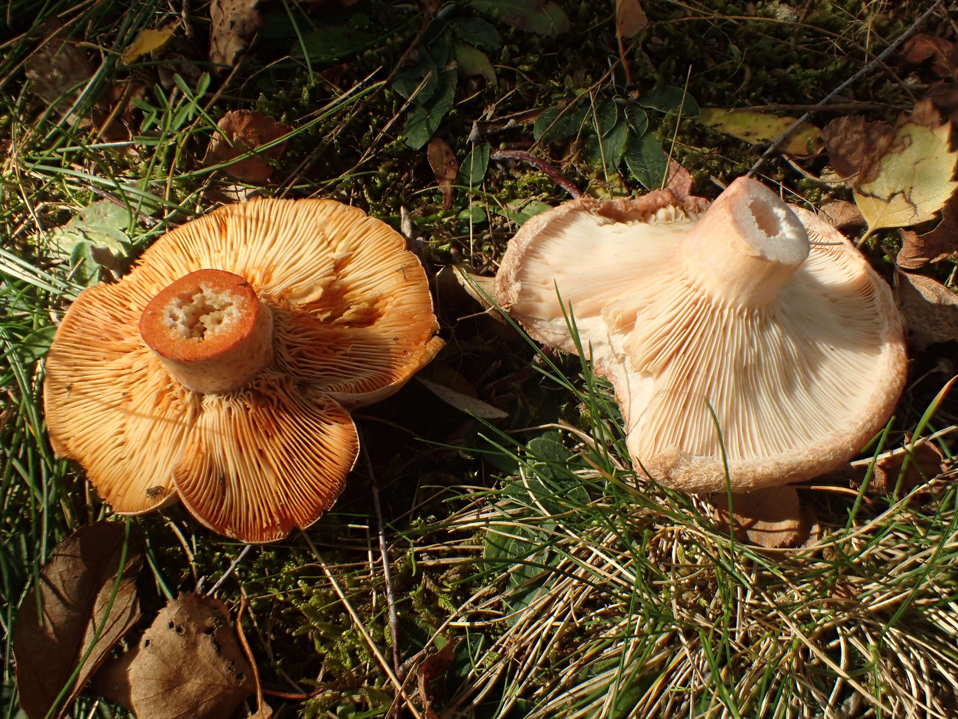 Image of Downy milkcap