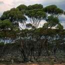 Image of Eucalyptus melanoxylon Maiden