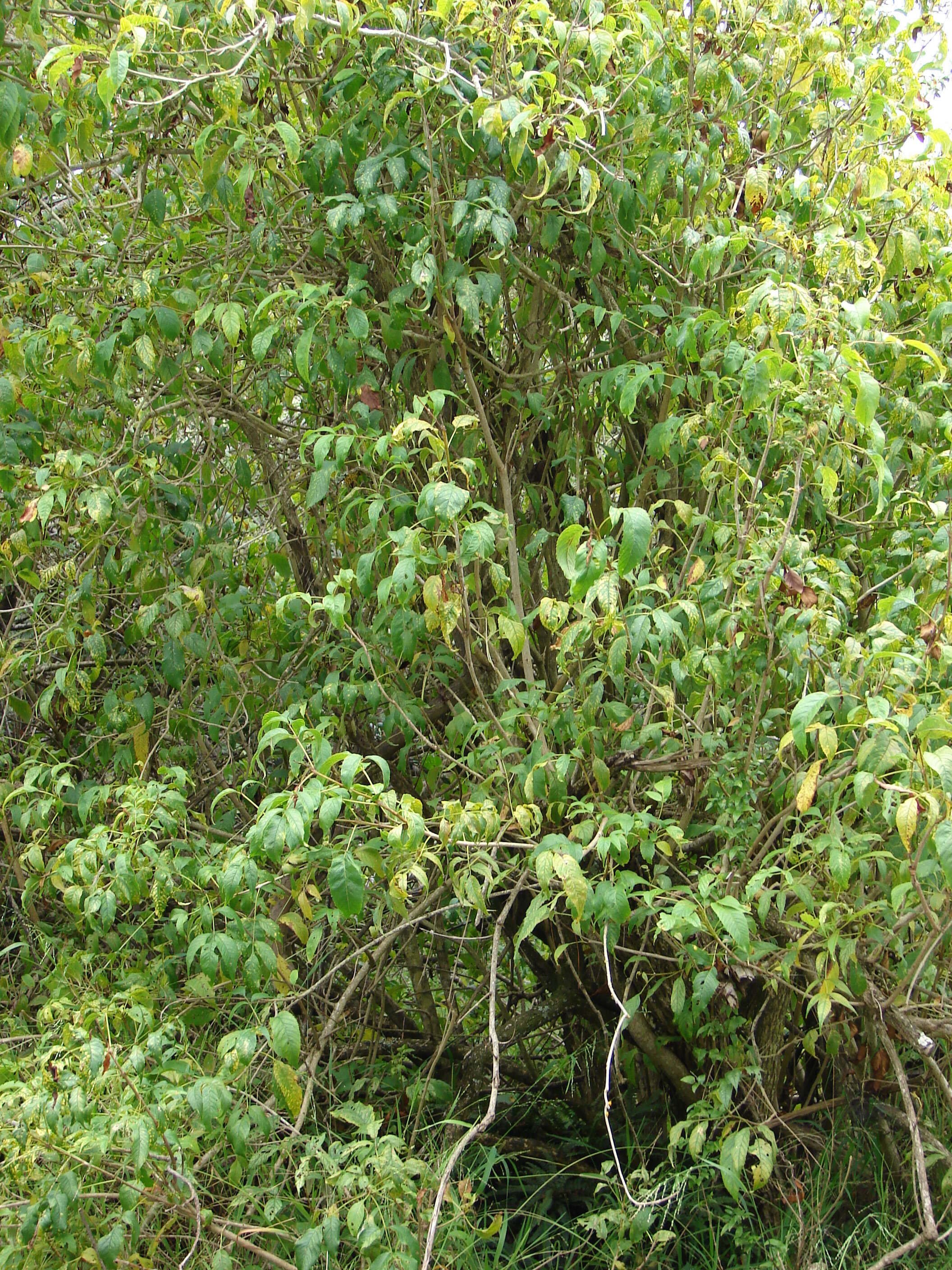 Image of Yellow bells