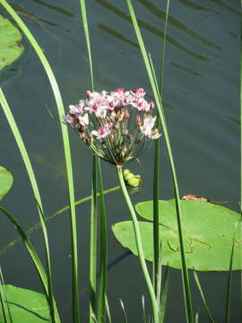 Image of flowering rush family