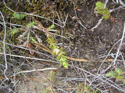 Image of Leucopogon fraseri A. Cunn. ex DC.