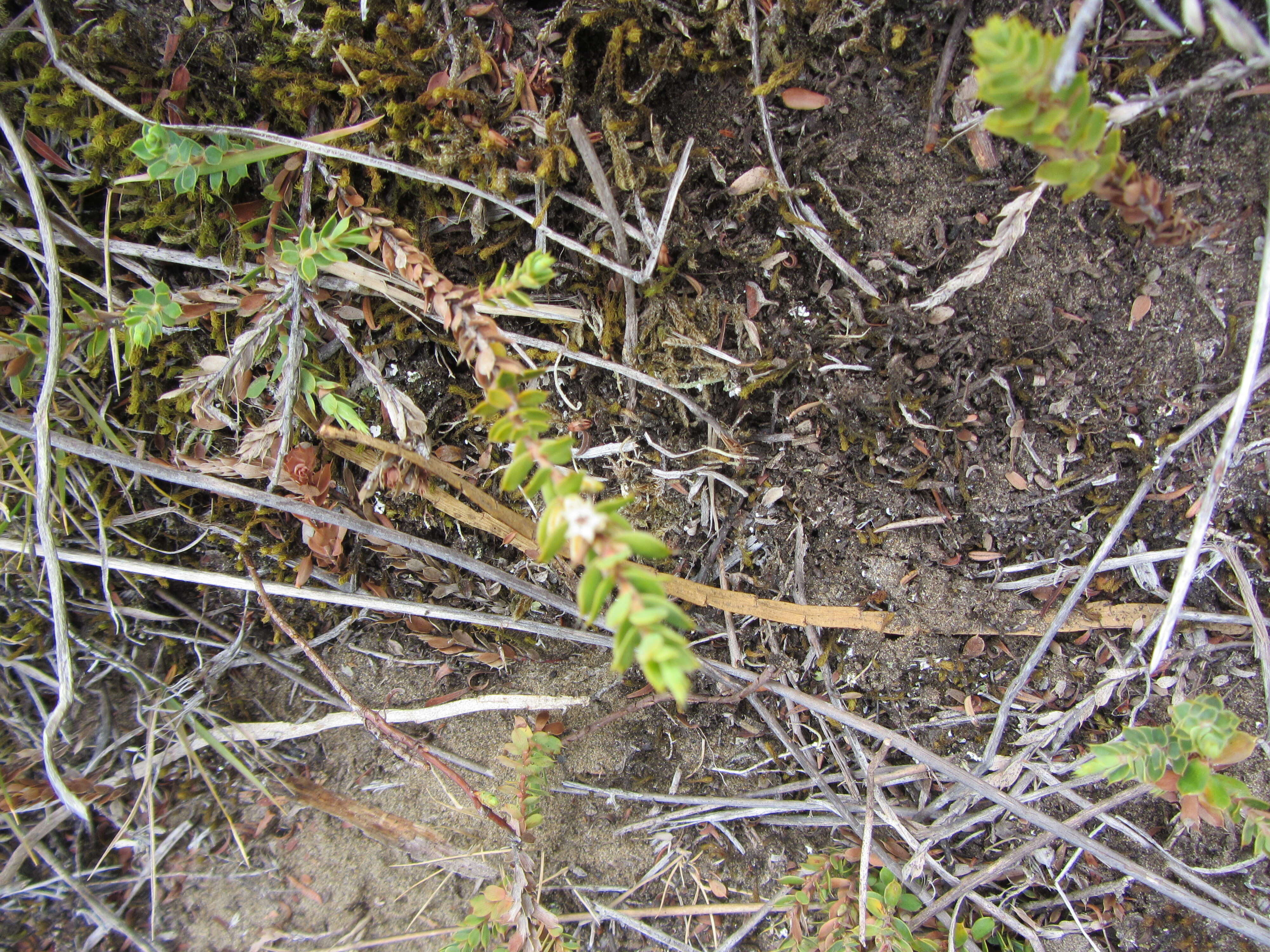 Image of Leucopogon fraseri A. Cunn. ex DC.