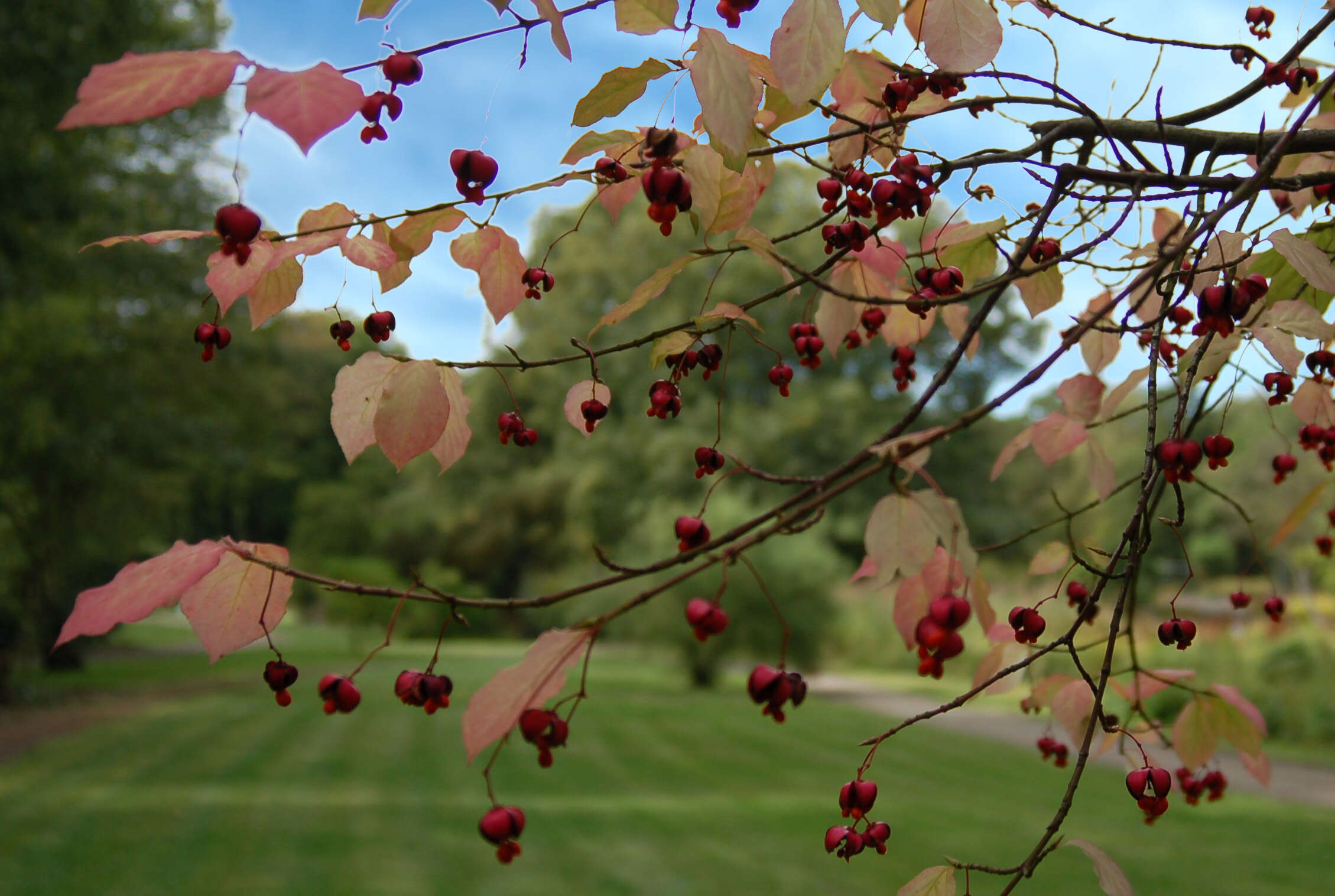 Image of Siberian Spindle