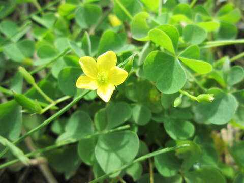 Image de Oxalis stricta