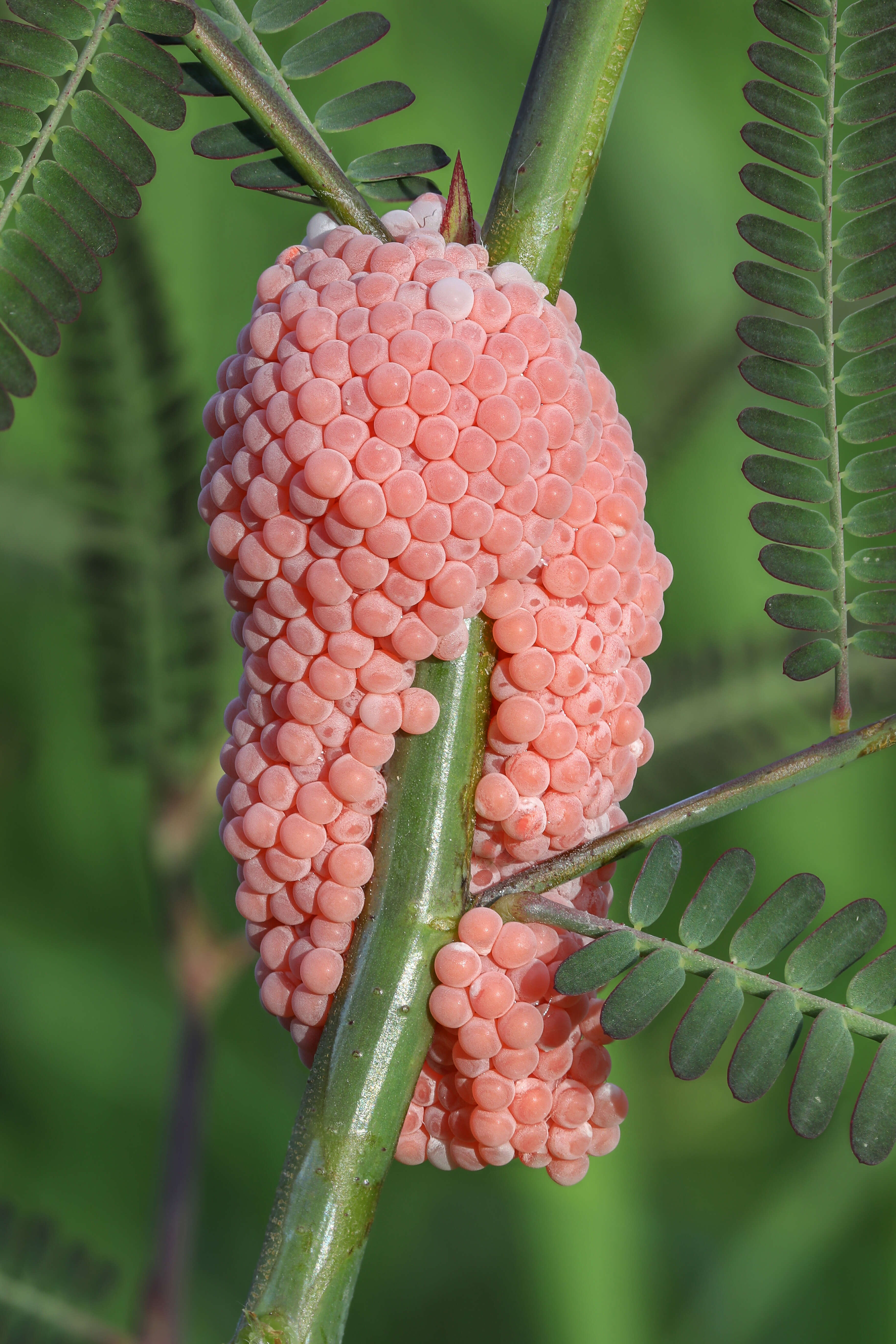 Image of Channeled Applesnail