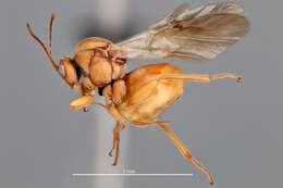 Image of California Gall Wasp