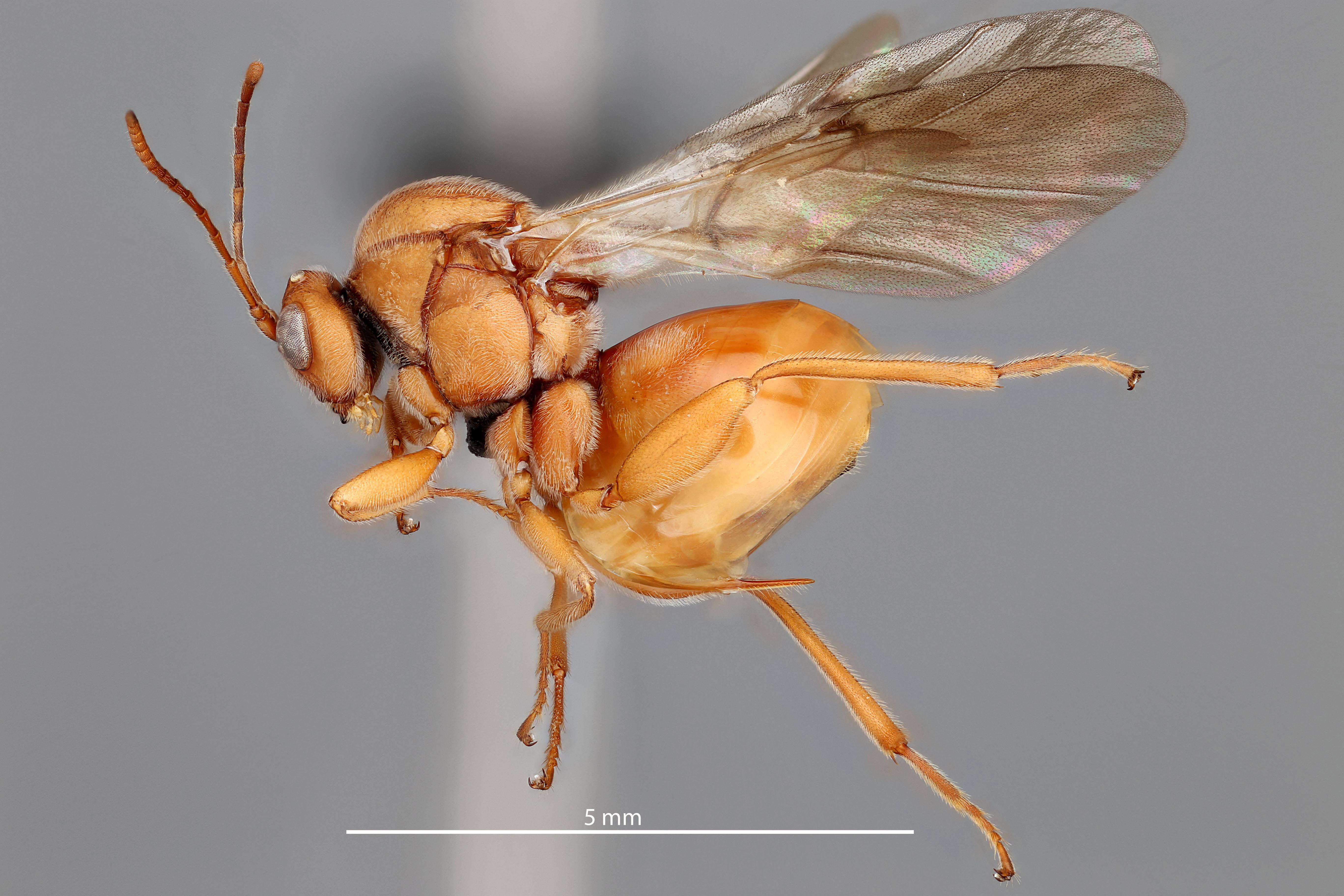 Image of California Gall Wasp