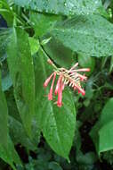 Image of Cardinal's guard flower