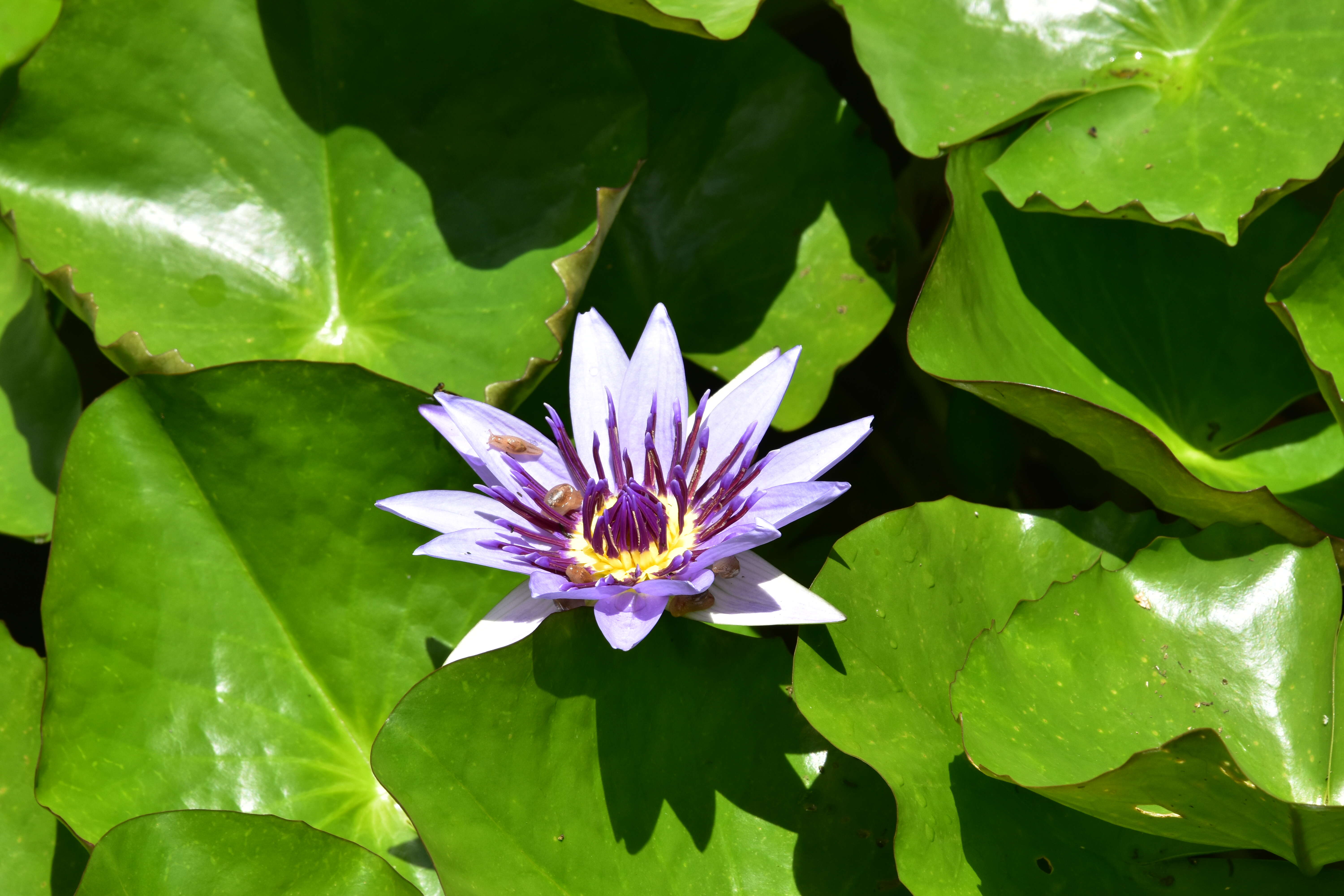 Image of Cape Blue Water-Lily