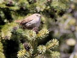 Picea schrenkiana Fisch. & C. A. Mey. resmi