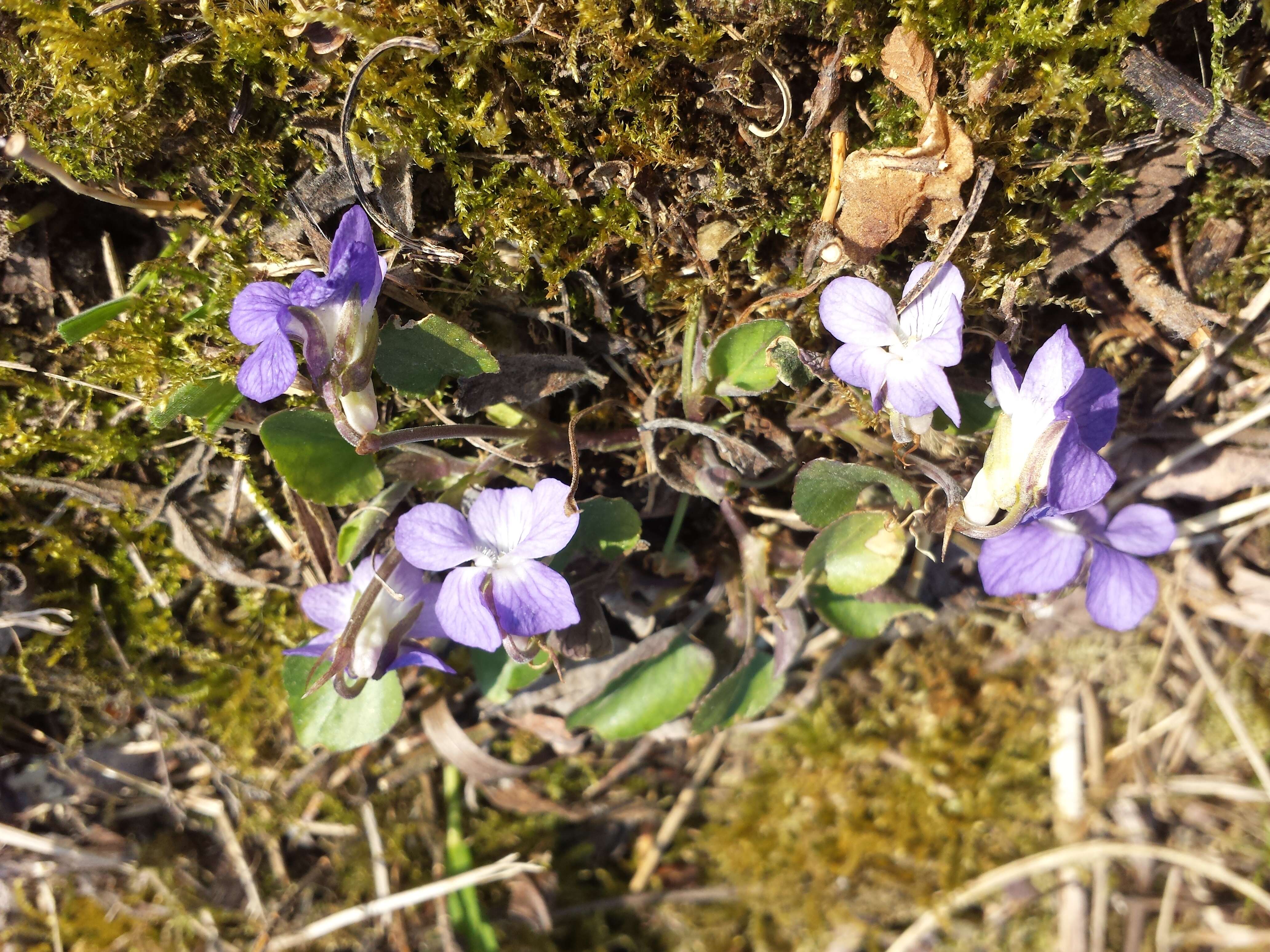 Image of teesdale violet