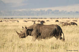 Image of Black Rhinoceros