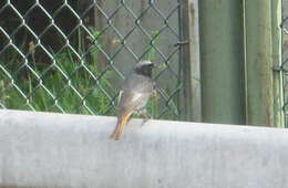 Image of Common Redstart