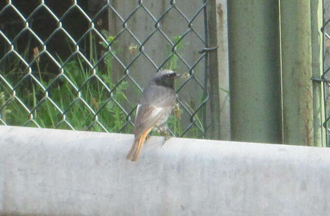 Image of Common Redstart