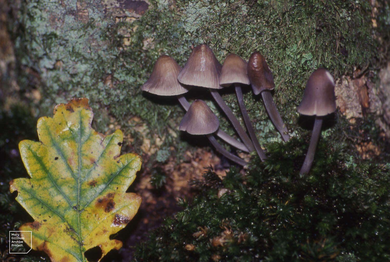 Image of Mycena alcalina (Fr.) P. Kumm. 1871