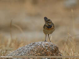 Image of Bluethroat