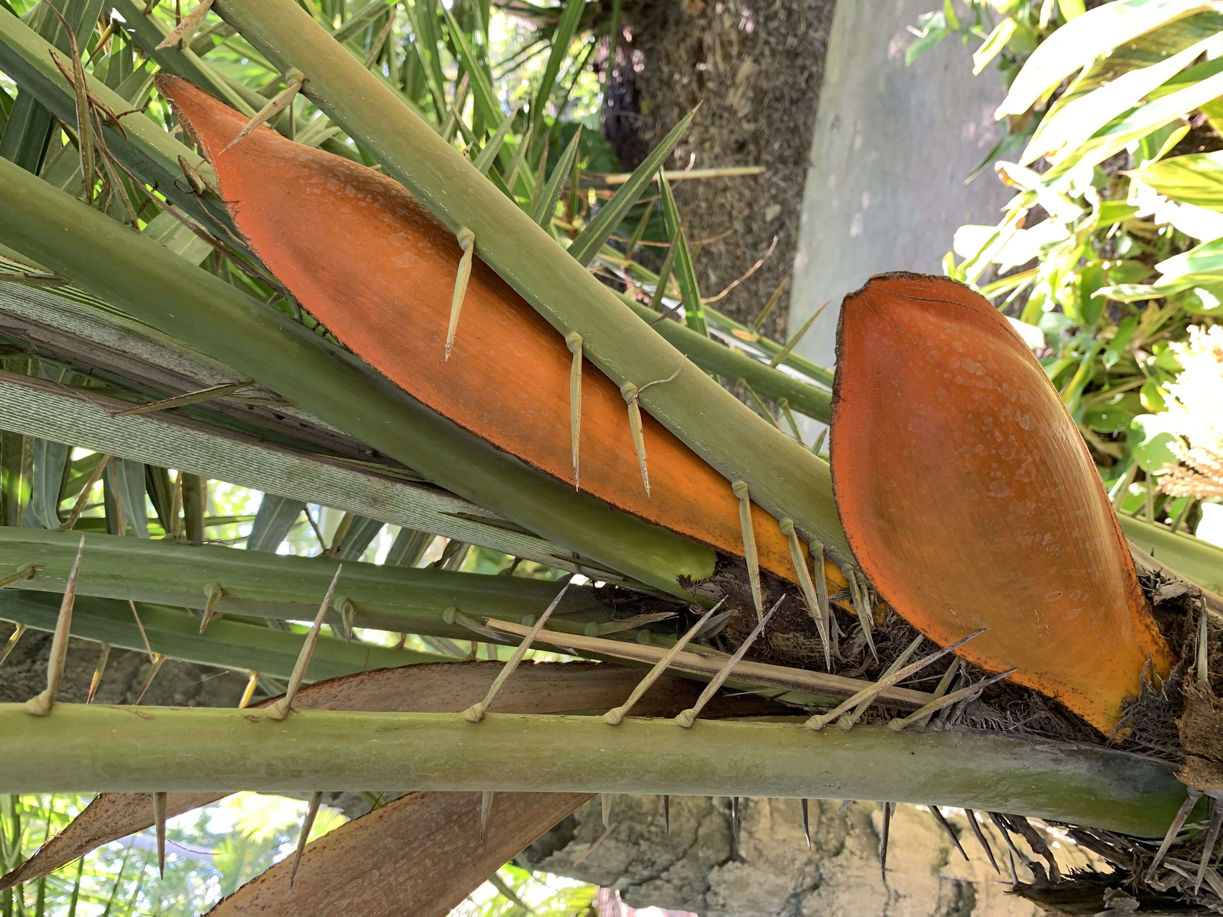 Image of Senegal date palm