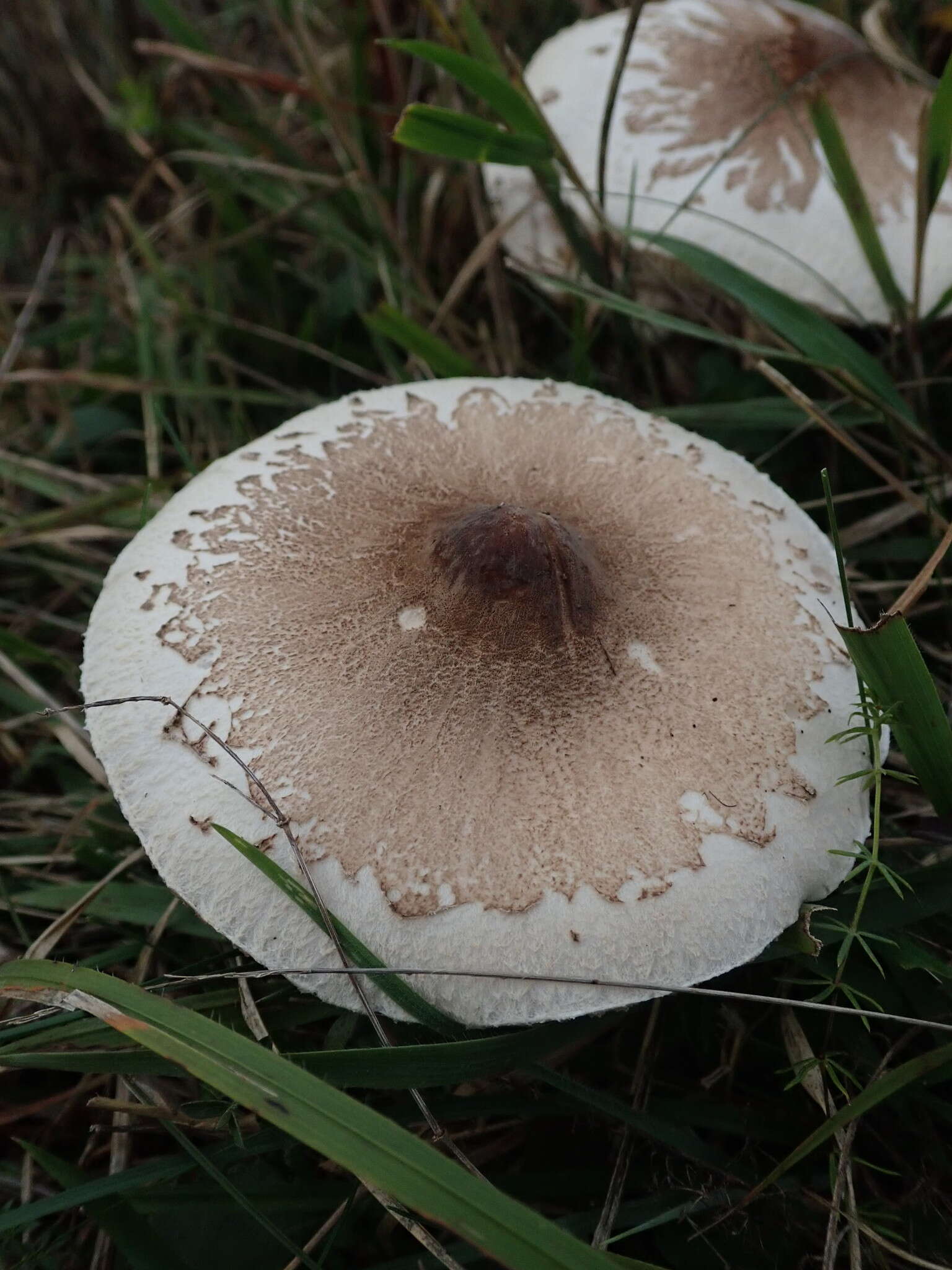 Слика од Macrolepiota mastoidea (Fr.) Singer 1951