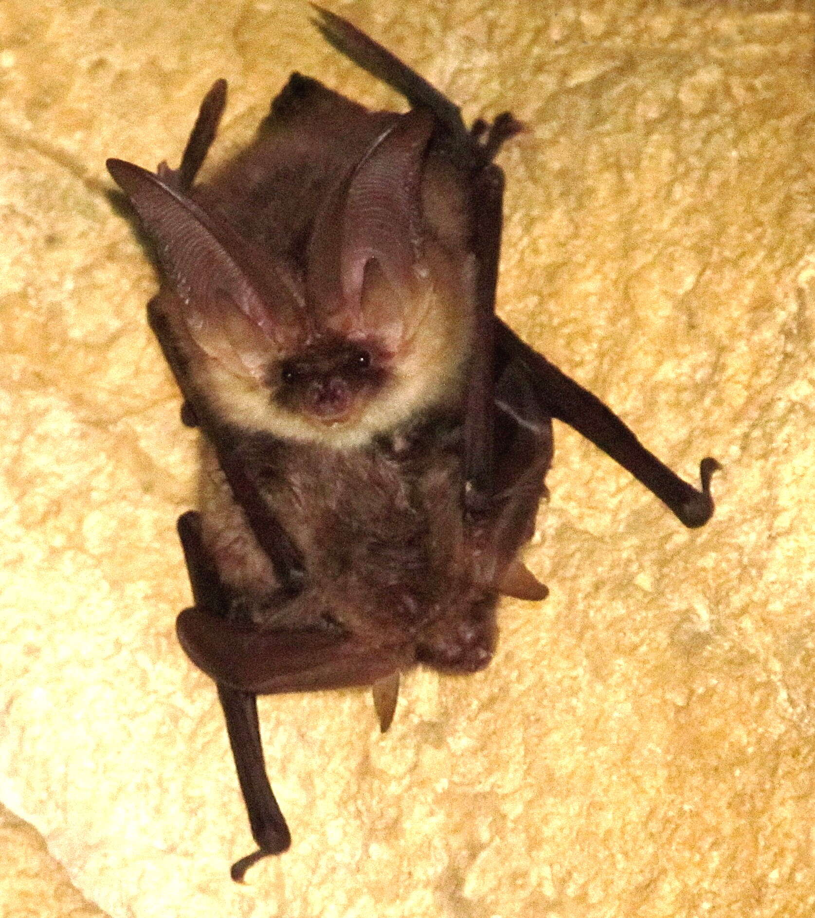 Image of Ognev’s Long-eared Bat