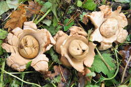 Plancia ëd Geastrum triplex Jungh. 1840