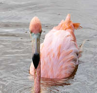 Imagem de Phoenicopterus ruber Linnaeus 1758