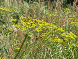 Image of wild parsnip