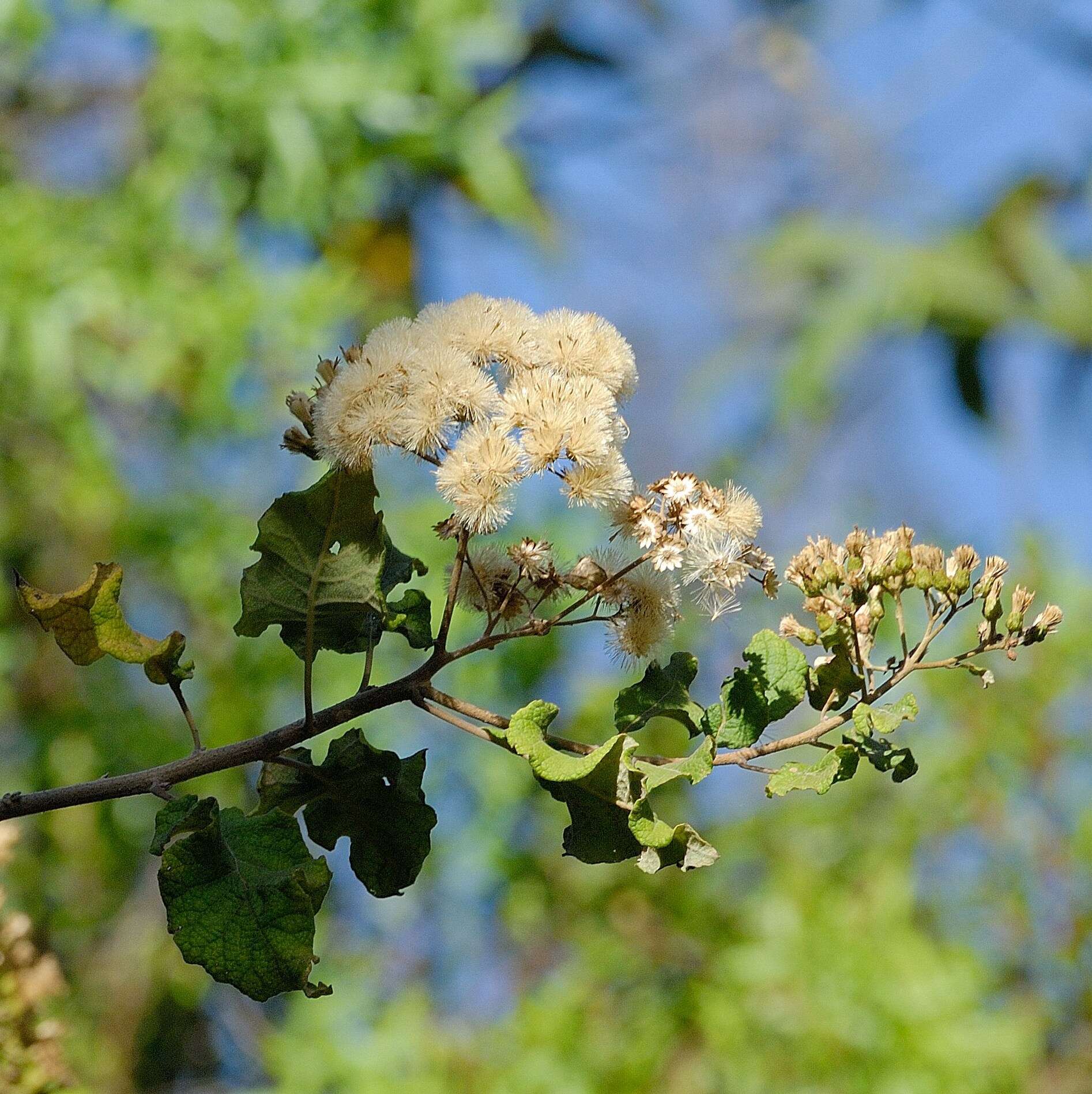 Image of Lowveld bitter-tea