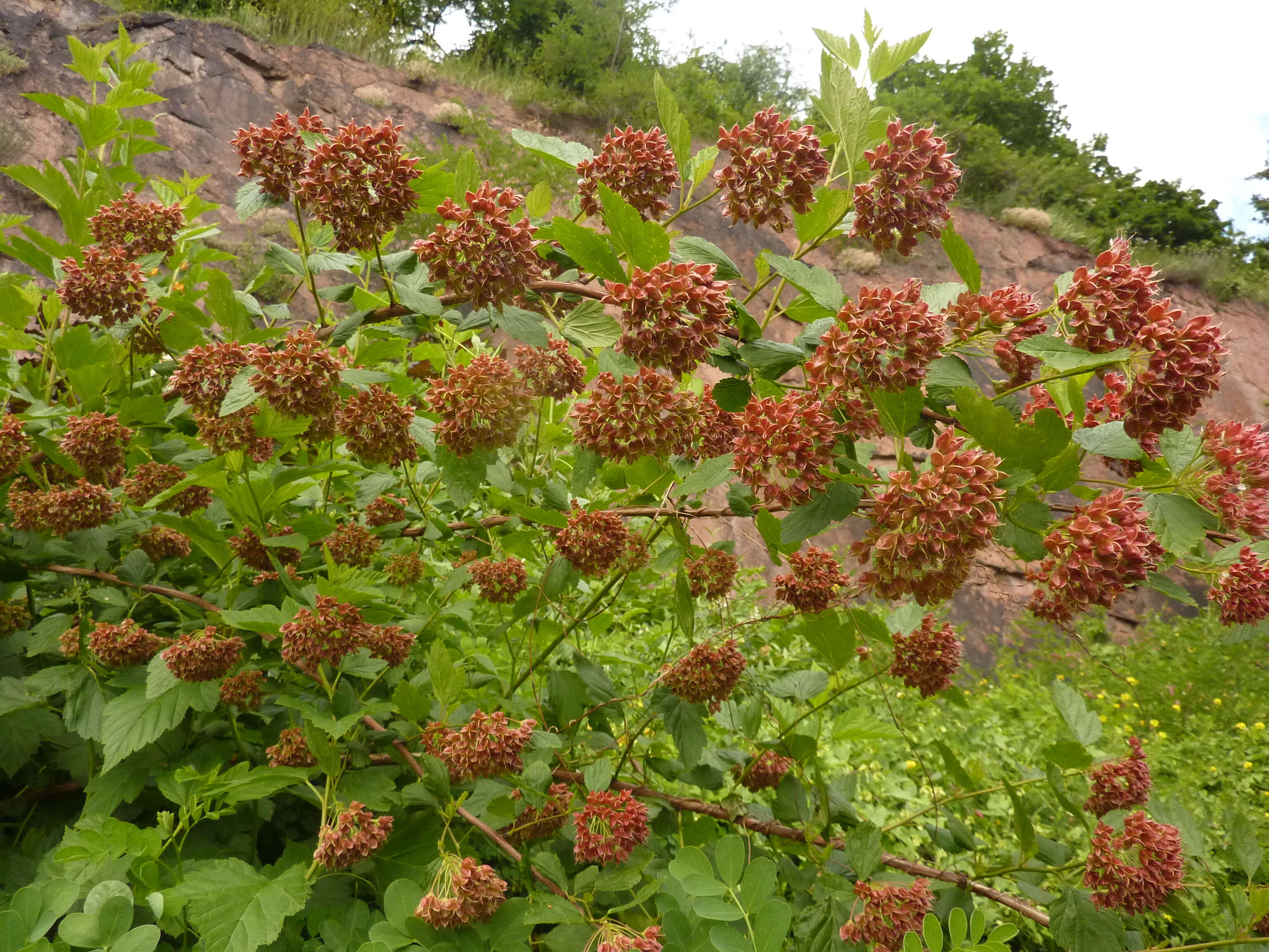 Physocarpus opulifolius (L.) Maxim. resmi