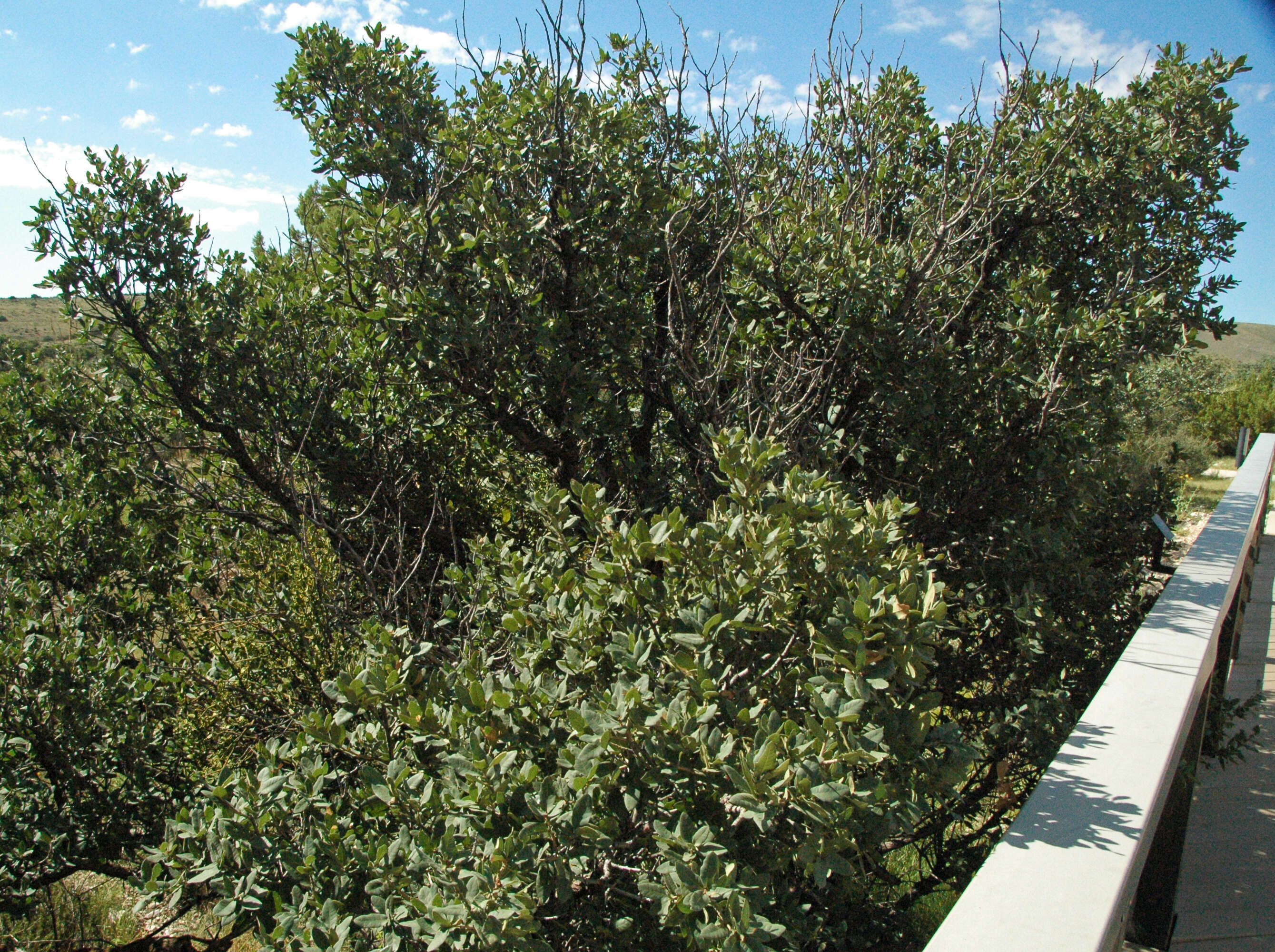 Image of gray oak