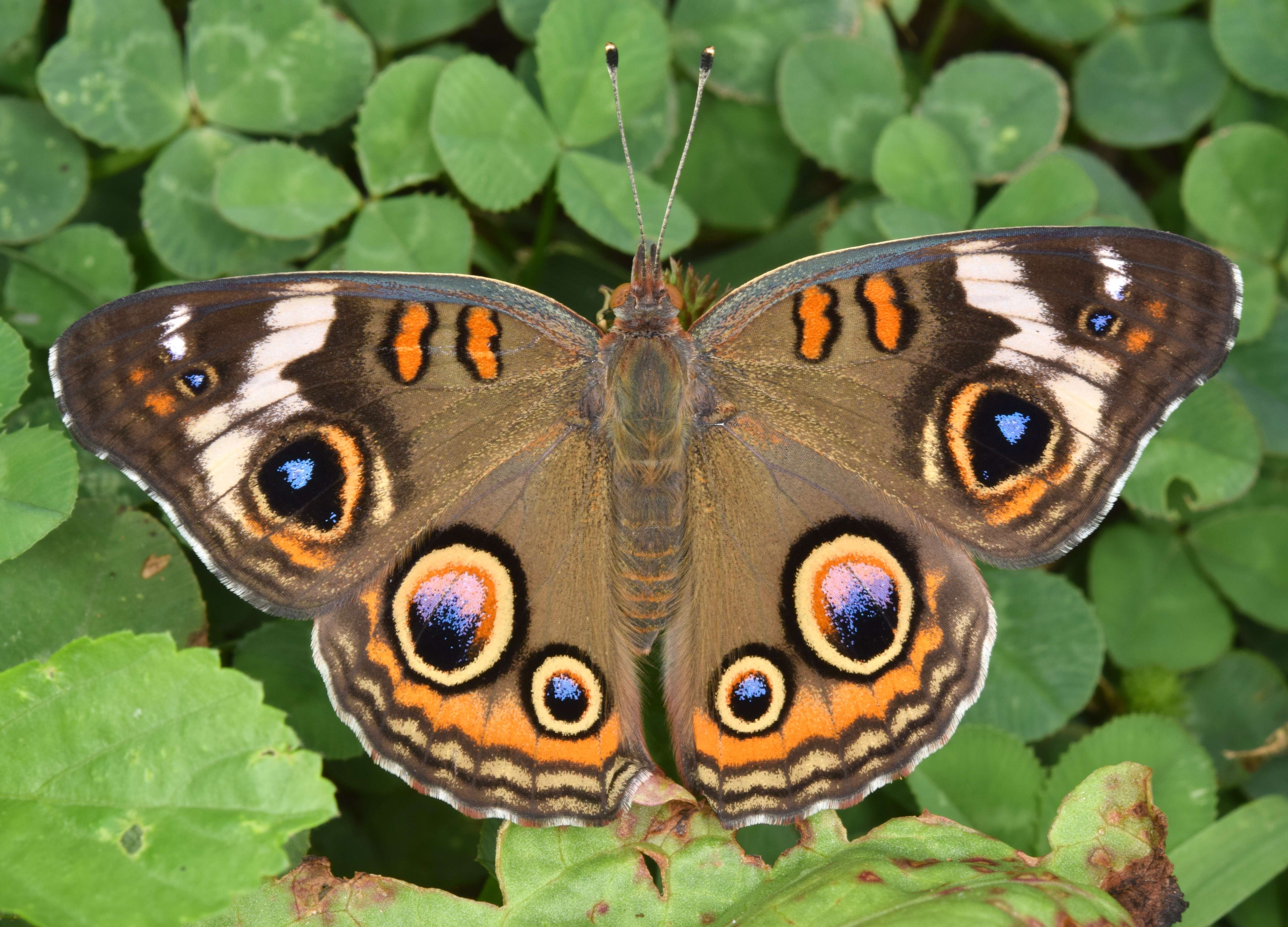 Image of Common buckeye