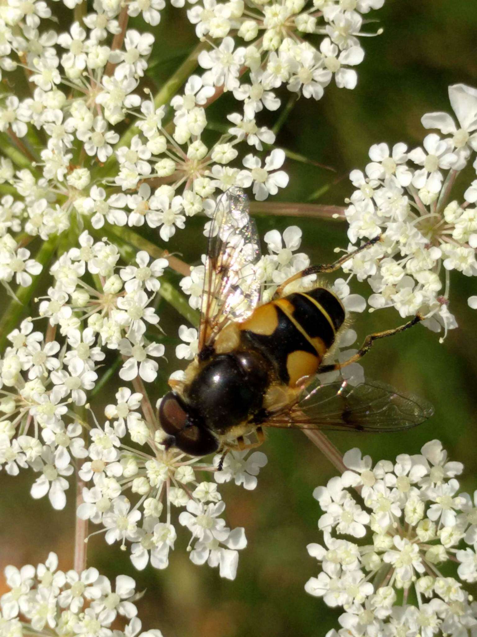 Image of <i>Eristalis horticola</i>