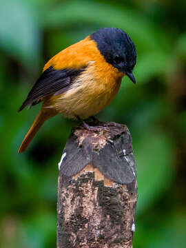 Image de Gobemouche orange et noir