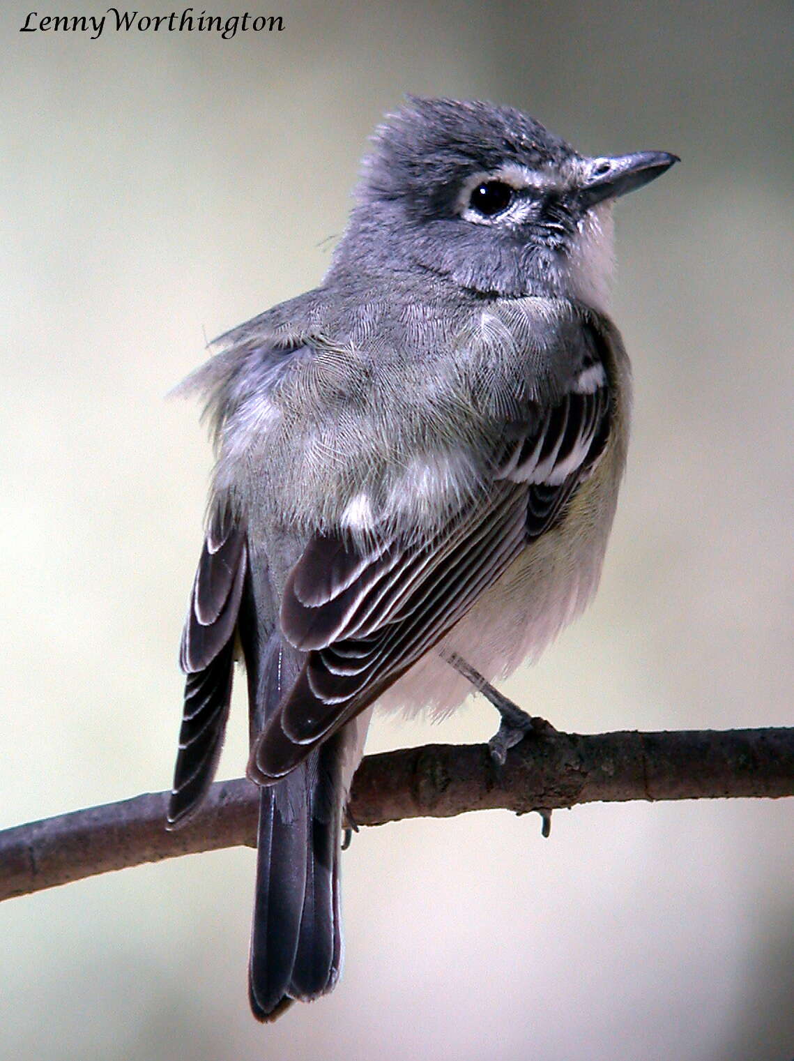 Слика од Vireo plumbeus Coues 1866