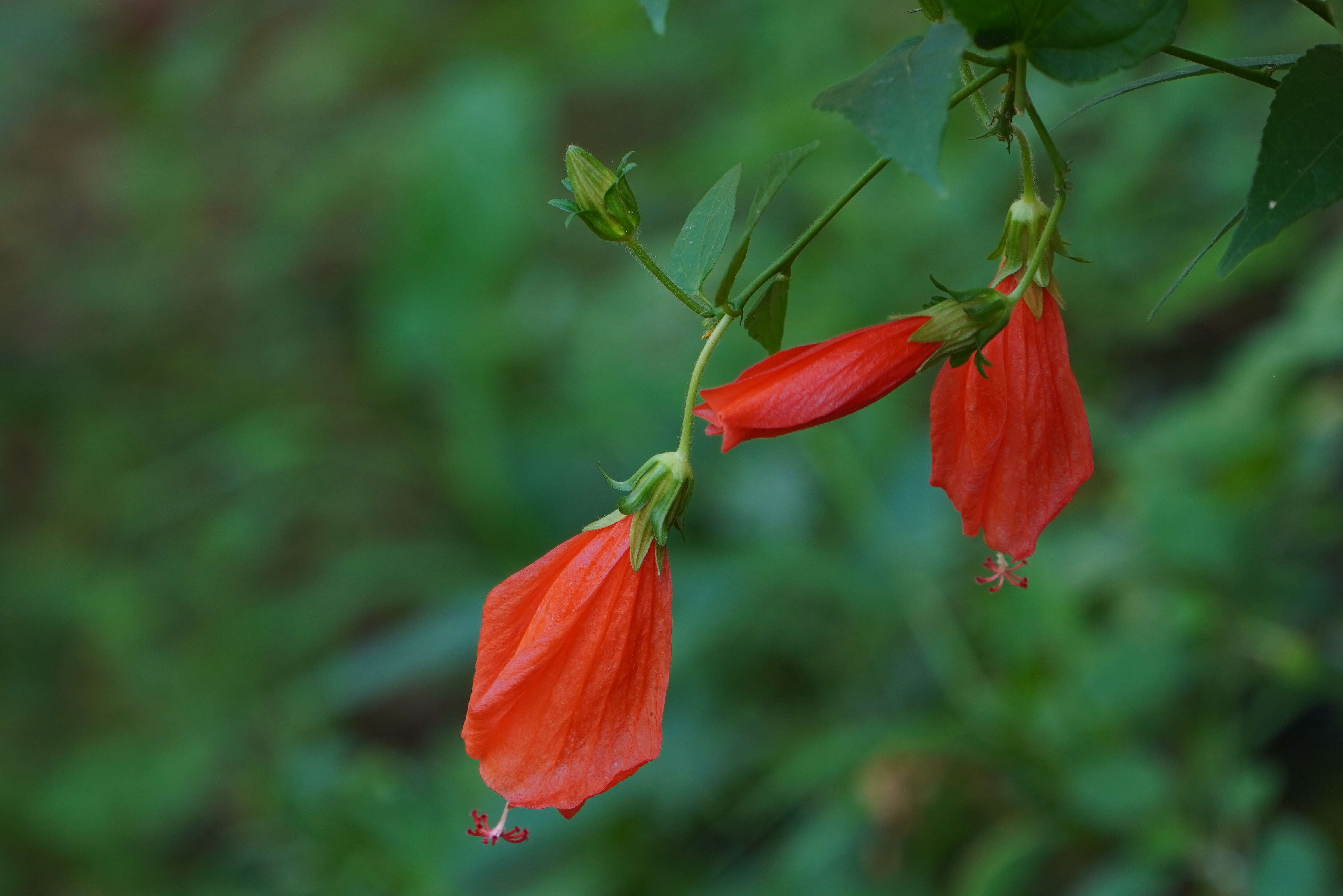 Image de Malvaviscus arboreus Cav.