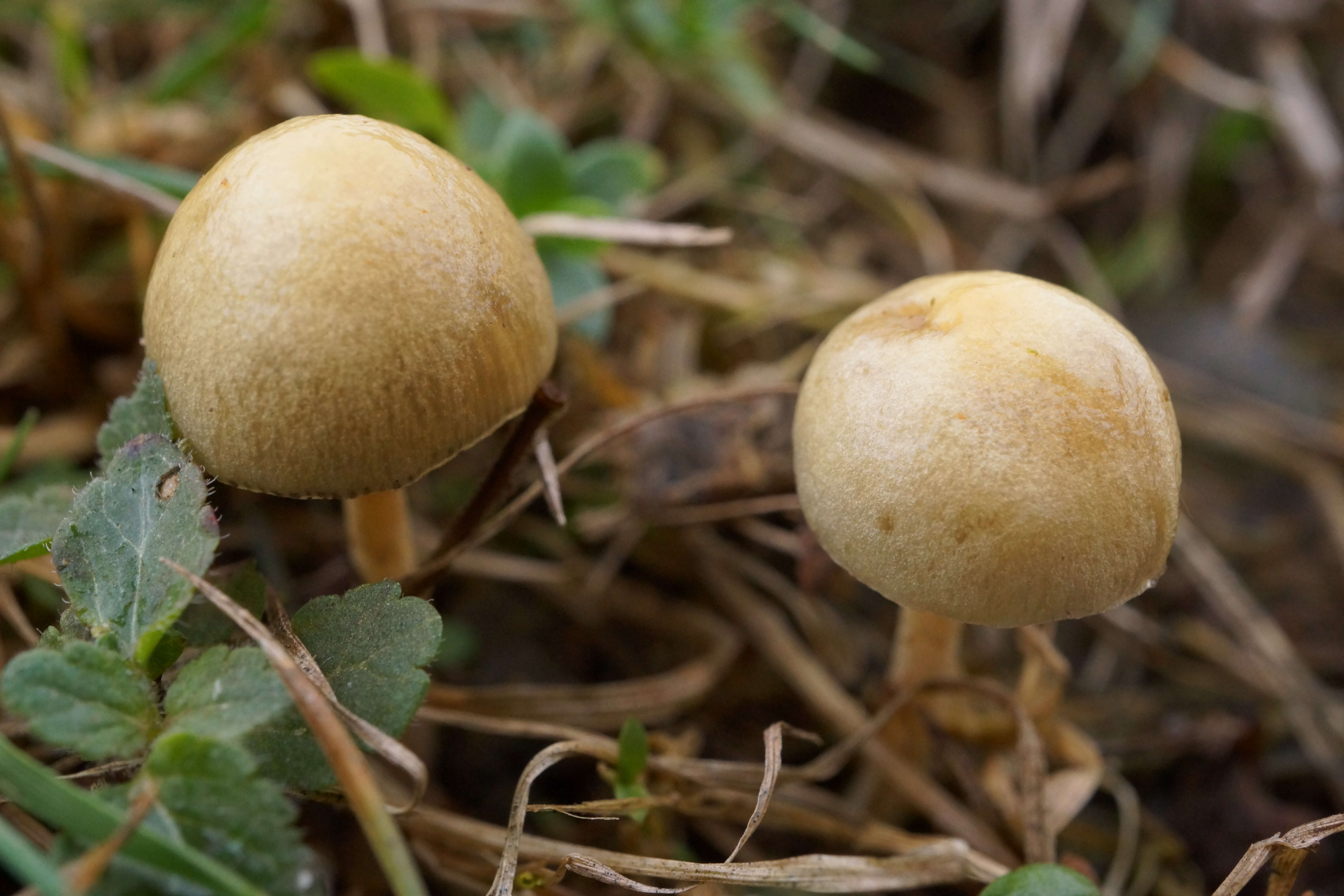 Image of common agrocybe