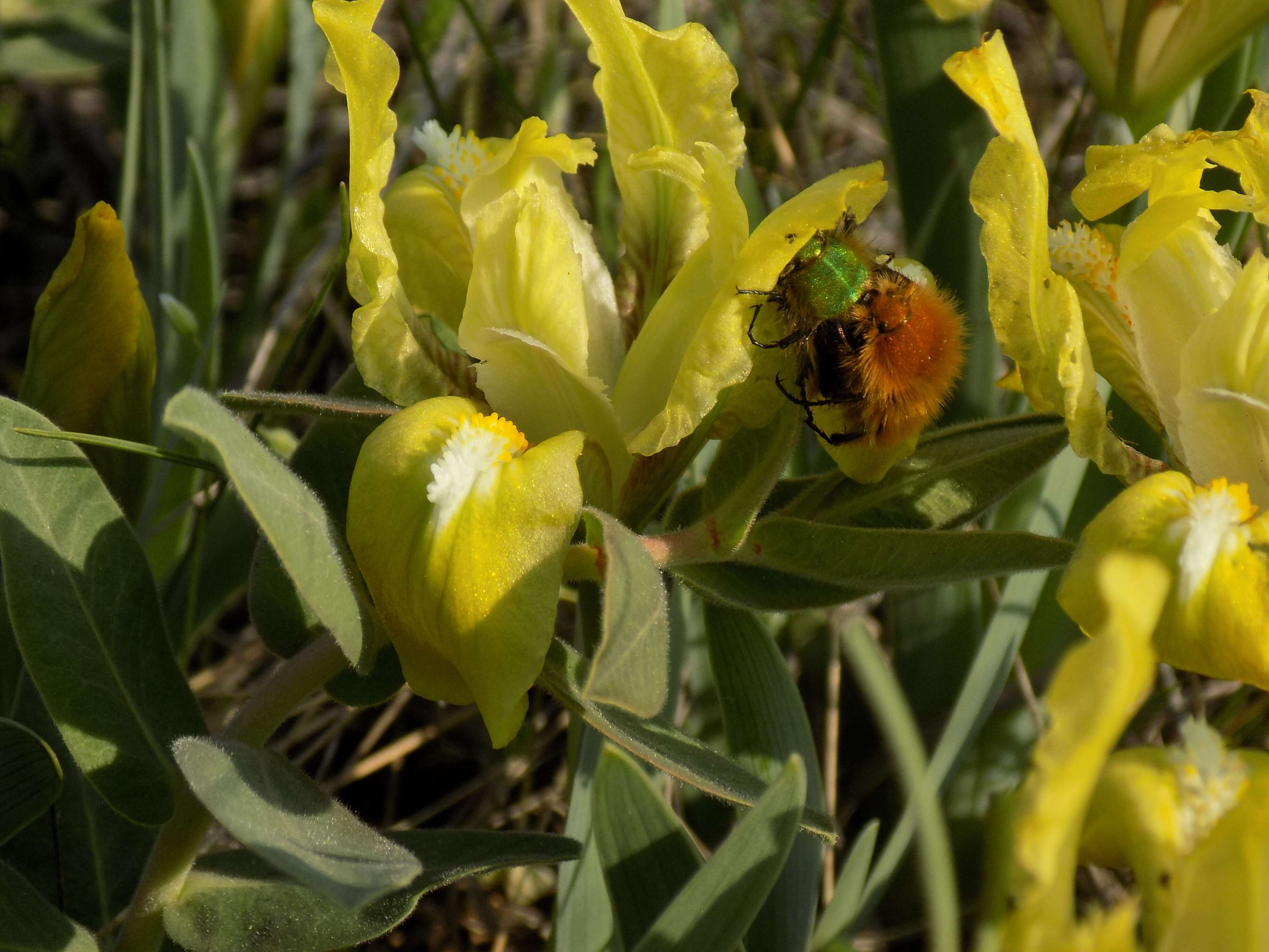 Plancia ëd Iris pumila L.