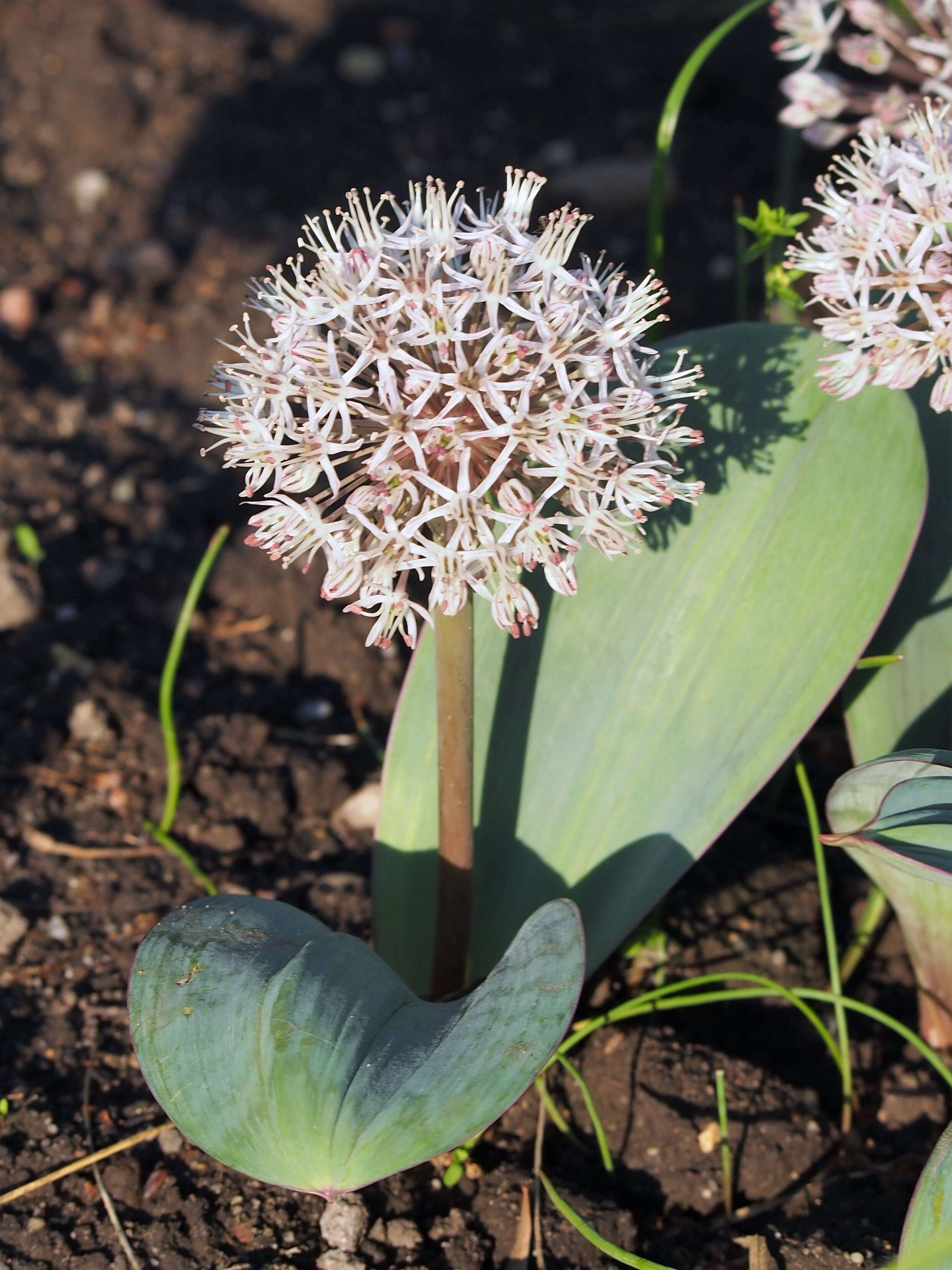 Image of Turkestan onion