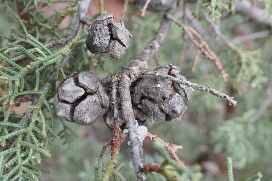 Cupressus arizonica var. glabra (Sudw.) Little resmi