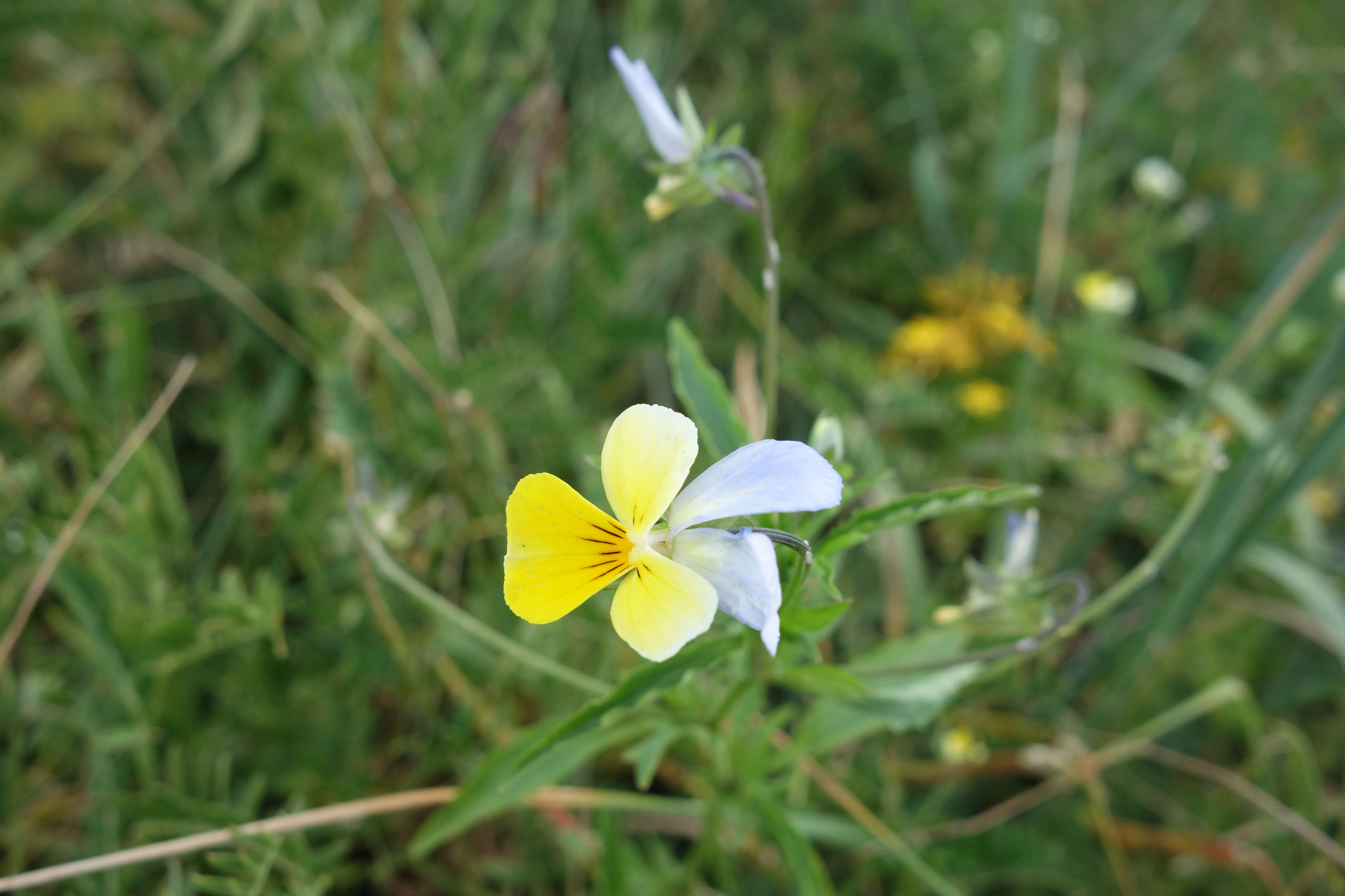 Слика од Viola arvensis Murray