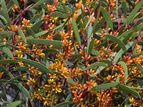 Image of Eucalyptus foecunda Schau.