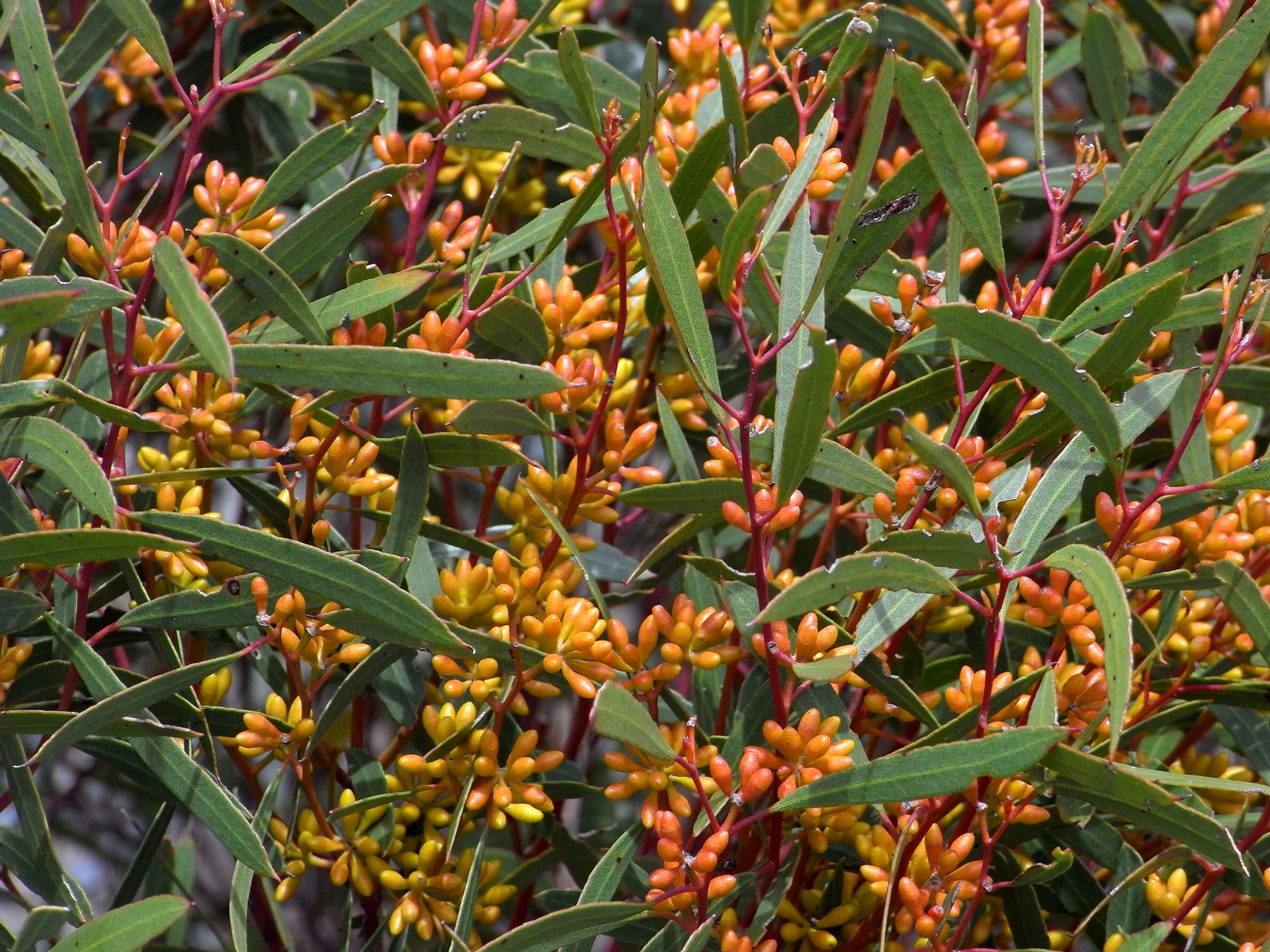 Image of Eucalyptus foecunda Schau.