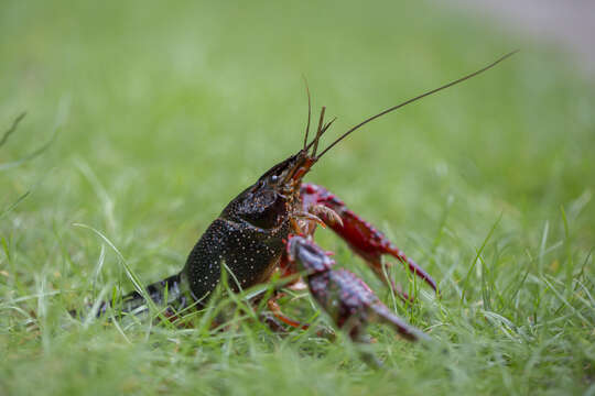 Image of Procambarus clarkii