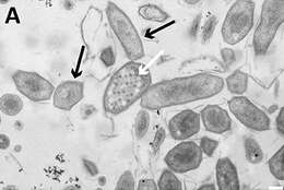 Image of Purple Bacteria & relatives
